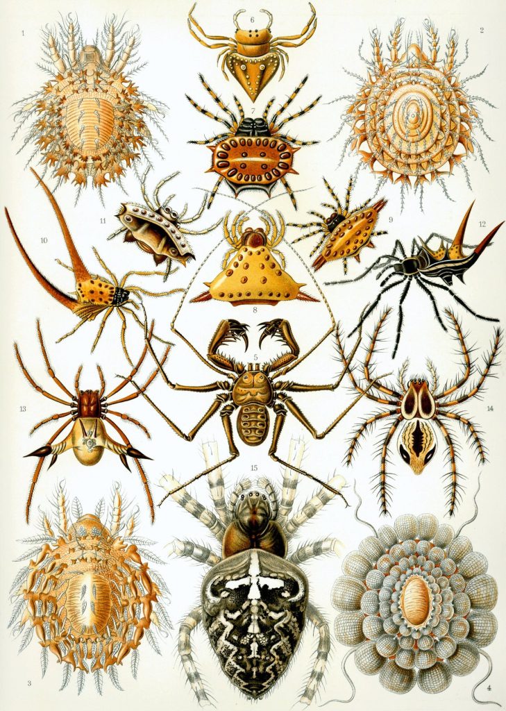 Colour plate of many spiders arranged symmetrically around a central figure, from Ernst Haeckel