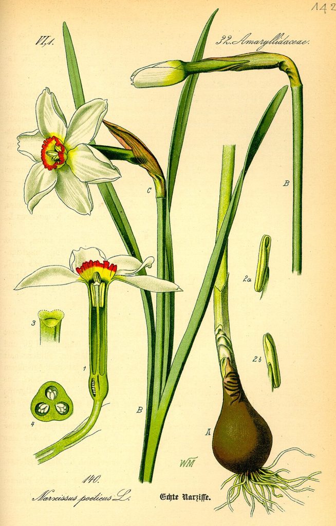Botanical plate of the poet's narcissus, Narcissus poeticus: white petals around a small yellow cup rimmed in red, with leaves, bulb and flower dissections
